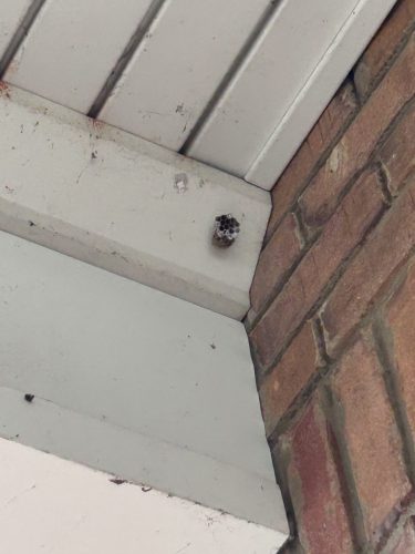 Buford-Georgia-Pest-Control-Service-107