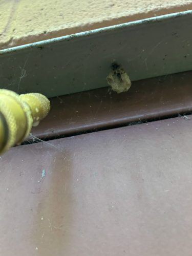 Buford-Georgia-Pest-Control-Service-11