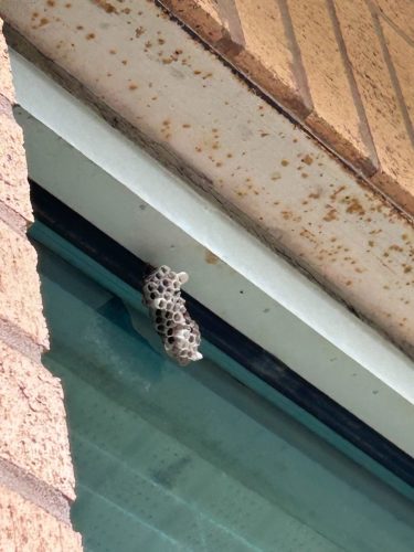 Buford-Georgia-Pest-Control-Service-128