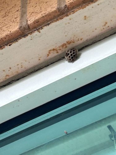 Buford-Georgia-Pest-Control-Service-129