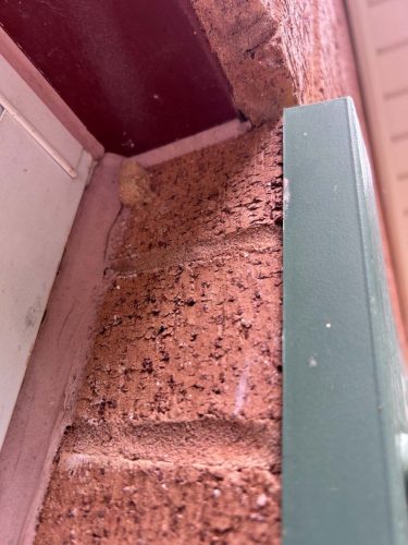 Buford-Georgia-Pest-Control-Service-154