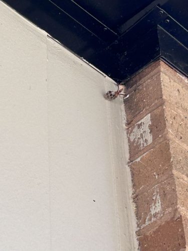 Buford-Georgia-Pest-Control-Service-16
