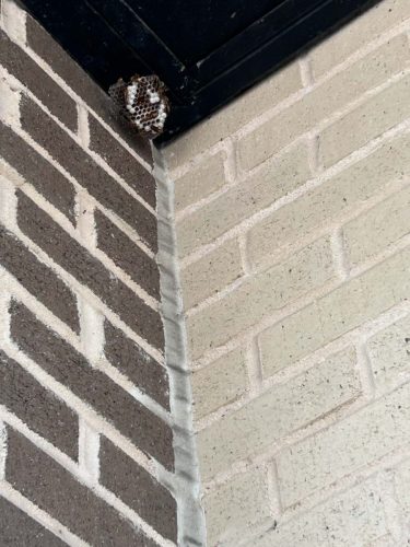 Buford-Georgia-Pest-Control-Service-164