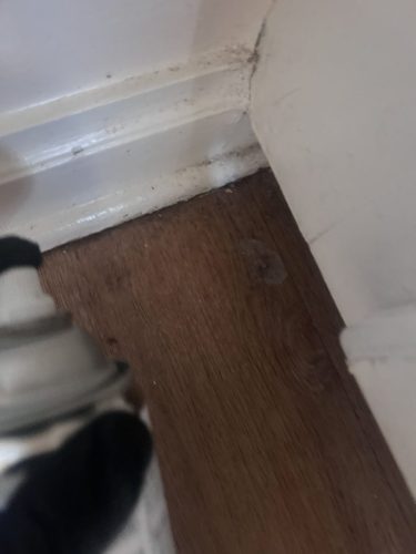 Buford-Georgia-Pest-Control-Service-168