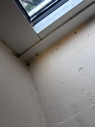 Buford-Georgia-Pest-Control-Service-191