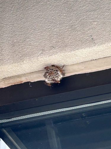 Buford-Georgia-Pest-Control-Service-195
