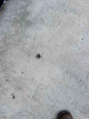 Buford-Georgia-Pest-Control-Service-198