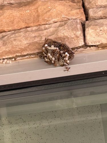 Buford-Georgia-Pest-Control-Service-210