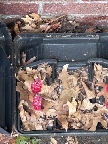 Buford-Georgia-Pest-Control-Service-223