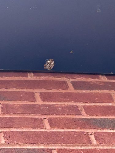 Buford-Georgia-Pest-Control-Service-231