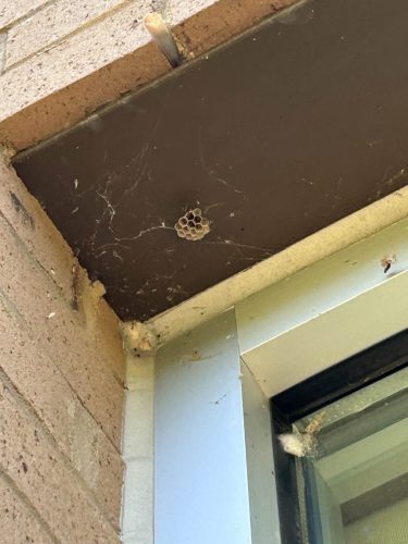 Buford-Georgia-Pest-Control-Service-242