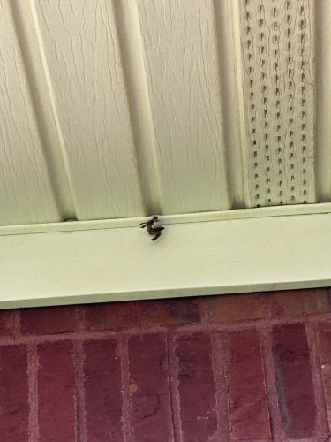Buford-Georgia-Pest-Control-Service-249