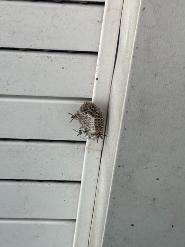 Buford-Georgia-Pest-Control-Service-25