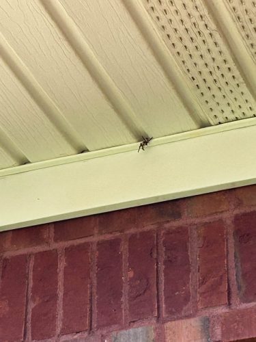 Buford-Georgia-Pest-Control-Service-254