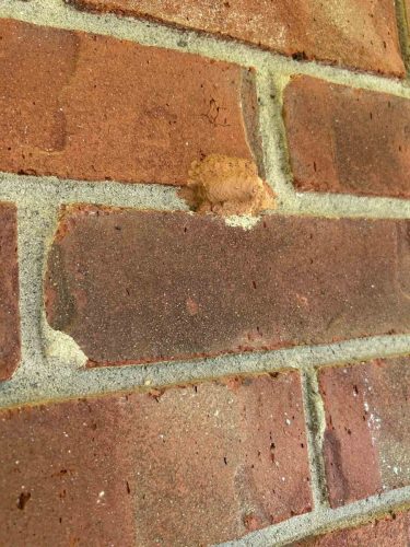 Buford-Georgia-Pest-Control-Service-270