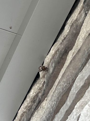 Buford-Georgia-Pest-Control-Service-274