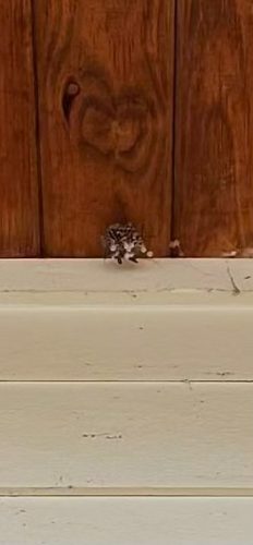 Buford-Georgia-Pest-Control-Service-298