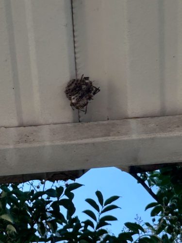 Buford-Georgia-Pest-Control-Service-356