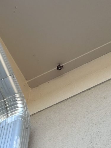 Buford-Georgia-Pest-Control-Service-359