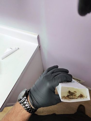 Buford-Georgia-Pest-Control-Service-367