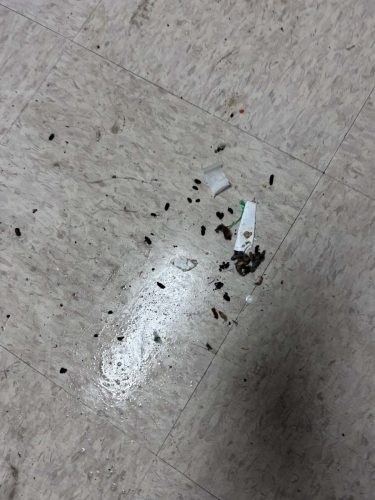 Buford-Georgia-Pest-Control-Service-403