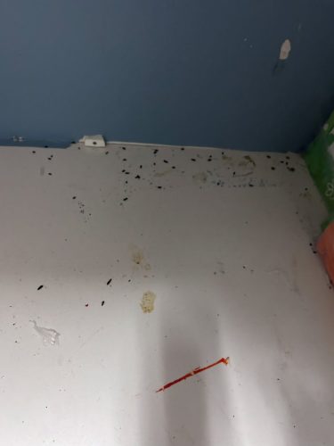 Buford-Georgia-Pest-Control-Service-406