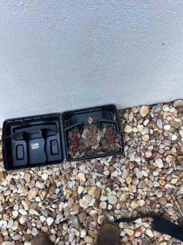 Buford-Georgia-Pest-Control-Service-415