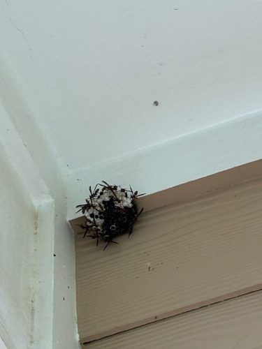 Buford-Georgia-Pest-Control-Service-423