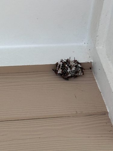 Buford-Georgia-Pest-Control-Service-424
