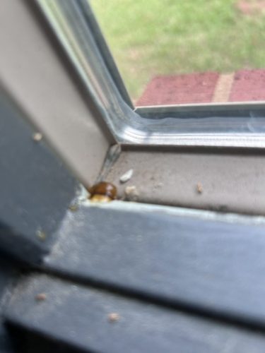 Buford-Georgia-Pest-Control-Service-432