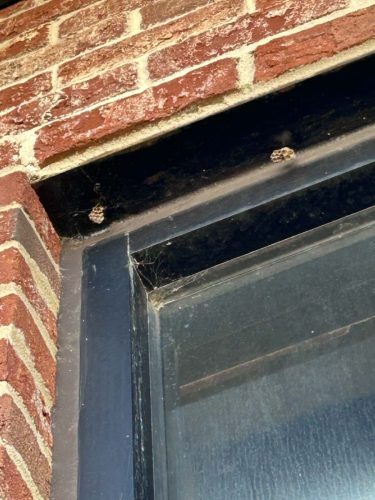 Buford-Georgia-Pest-Control-Service-447
