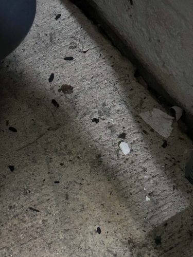 Buford-Georgia-Pest-Control-Service-451