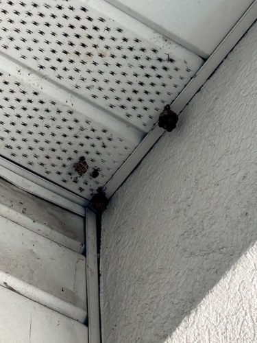 Buford-Georgia-Pest-Control-Service-452