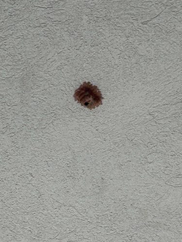 Buford-Georgia-Pest-Control-Service-463