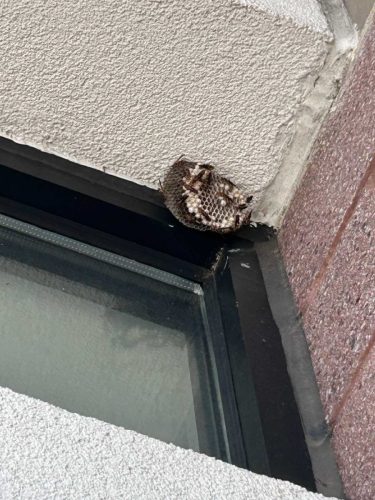 Buford-Georgia-Pest-Control-Service-69
