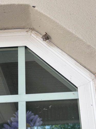 Buford-Georgia-Pest-Control-Service-81