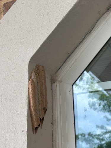 Buford-Georgia-Pest-Control-Service-82