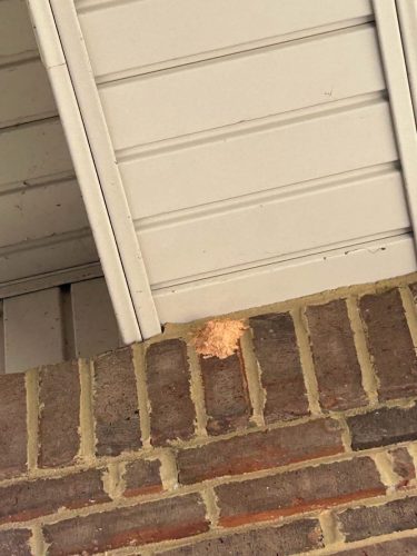 Buford-Georgia-Pest-Control-Service-83