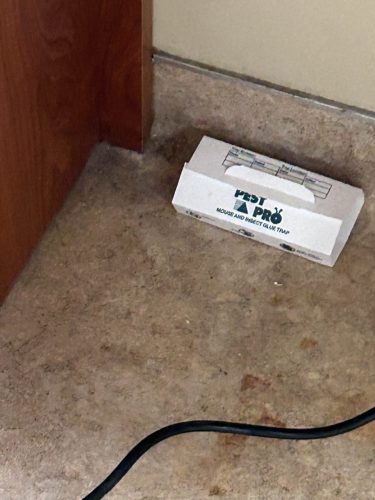 Buford-Georgia-Pest-Control-Service-94
